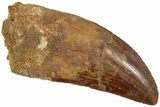Serrated, Carcharodontosaurus Tooth - Real Dinosaur Tooth #234263-1